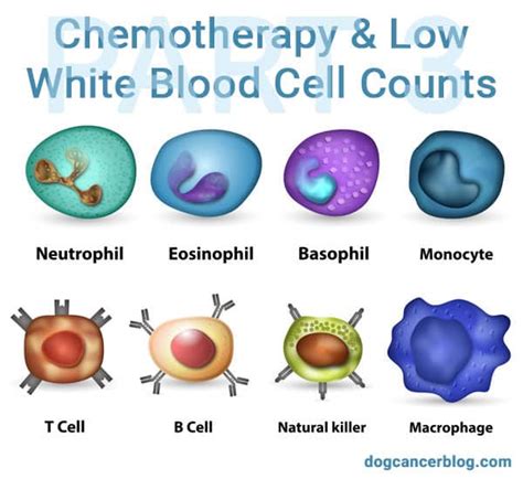 Low In White Blood Cells Symptoms