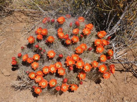Exploring Common Desert Plants Of The Chihuahuan Desert