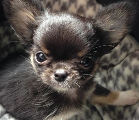 30 Mighty Awesome Names For Little Chihuahuas Dogtime