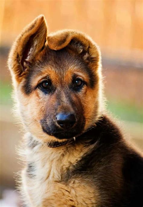 Gsd Puppy Dogs Dogs And Puppies