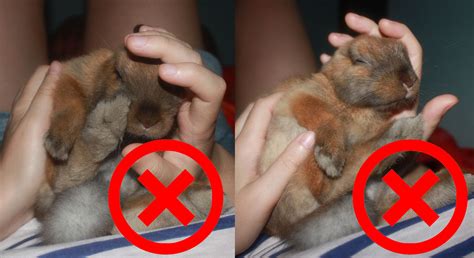 Cómo Relajar O Tranquilizar A Tu Conejo 🍃 De Conejos 🐰