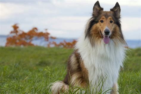 Rough Collie Dog Names Popular Male And Female Names Wag