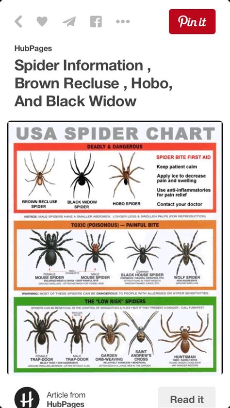Common Spiders In Utah Chart