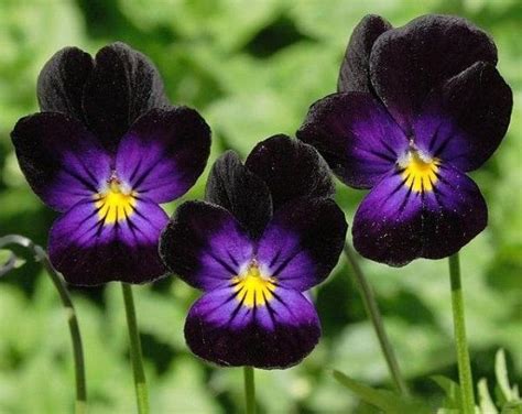 Etsy Your Place To Buy And Sell All Things Handmade Pansies Flowers