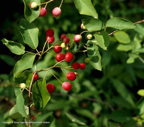 Extension fruit specialists, the texas a&m university system. Texas Native Plants Database
