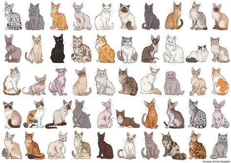 List Of Cat Breeds Images Of Cat Breeds