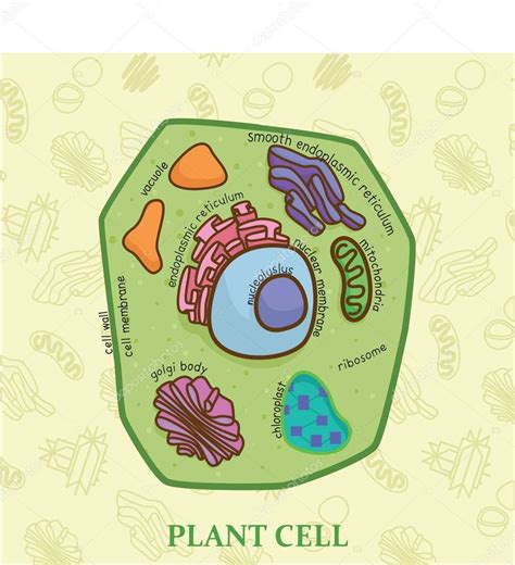 Tabla De Educación De Biología Para Diagrama De Células Vegetales 2022
