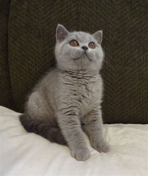 Blue British Shorthair Male Kitten Cat Scottish Fold British
