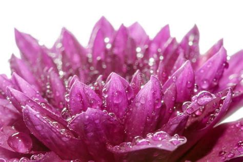 Close Up Purple Flower Petals With Dew Stock Photo Image Of Bloom