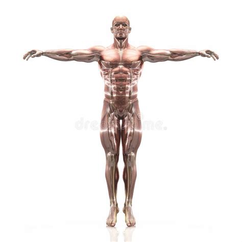 Sintético 96 Foto Cuerpo Humano En 3d En Movimiento Alta Definición Completa 2k 4k