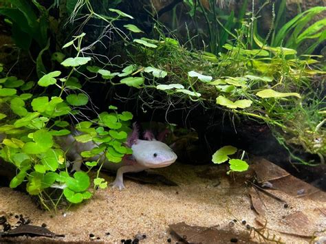 My 40 Gallon Planted Axolotl Tank Today Vs 6 Months Ago Plantedtank