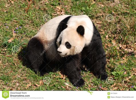Beautiful Giant Panda Bear In The Wild Stock Image Image