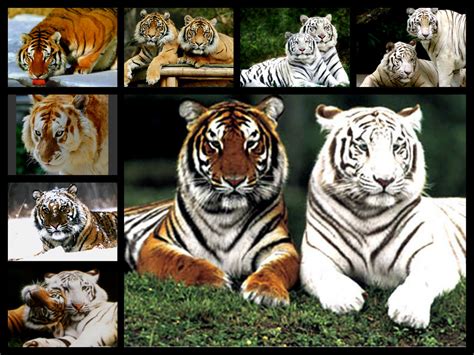 Tigers Collage Tigerclan Fan Art 34588423 Fanpop