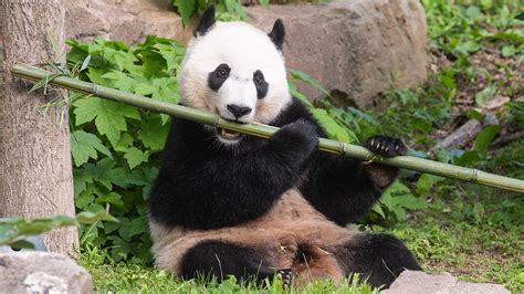 Giant Panda Giant Panda Species Wwf Giant Pandas Spend As Long As