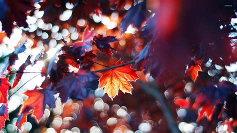 Autumn Leaves 9 Wallpaper Photography Wallpapers 15141
