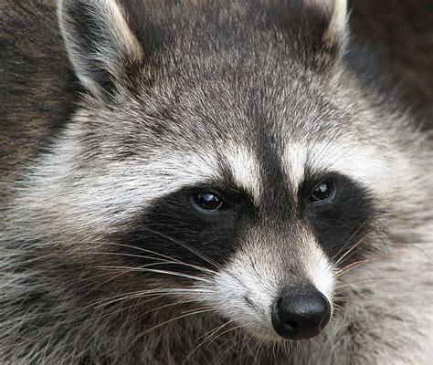 How To Get Rid Of Raccoons For Good Dengarden