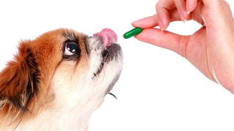 Pharyngitis In Dogs Everything You Need To Know My Animals