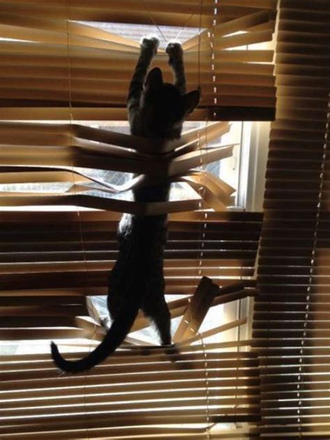 cats  blinds images  pinterest funny animals funny animal  funny cats