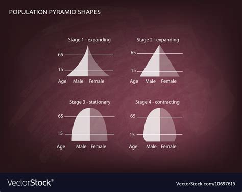 Four Types Population Pyramids Royalty Free Vector Image SexiezPicz