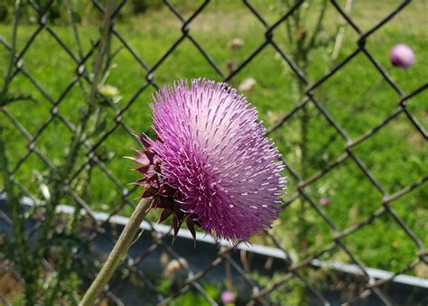 Musk Thistle Carduus Nutans