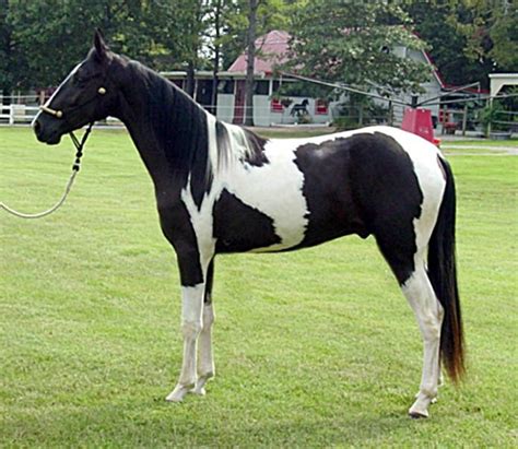 Spotted Saddle Horse Gelding Diez Tennessee Walking Horse Horses