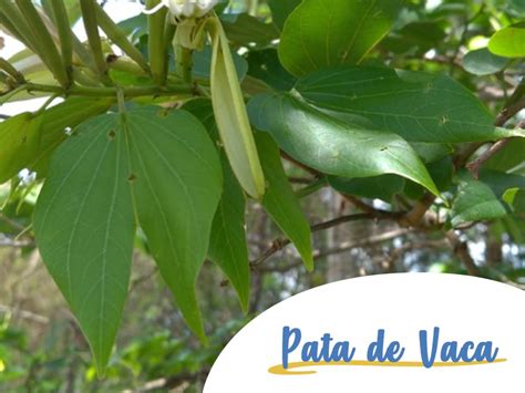 Pata De Vaca Planta é Bom Para Que Plantă Blog