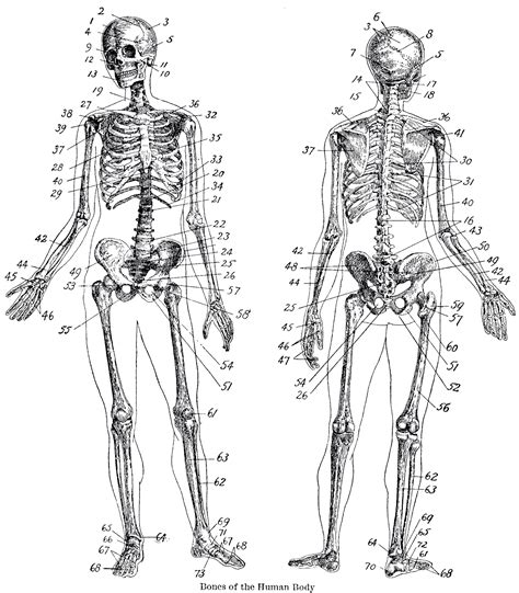 Of the (typically) 206 bones in the human body, 22 bones are in the skull. Vintage Anatomy Skeleton Images - The Graphics Fairy