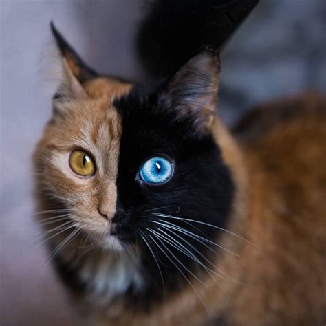 Beautiful Chimera Cat Has Half Black Face With Blue Eye
