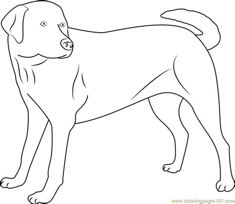 Yellow Labrador Looking New Printable Coloring Page For Kids And Adults