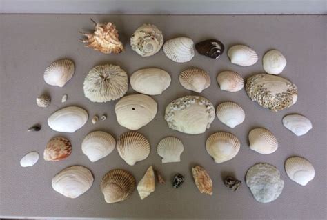 Large Lot Vintage Sea Shells Some Unique Sally Sells Sea Shells By The