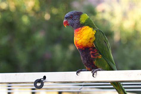 Rainbow Lorikeet Parrot Bird Multicolored Hd Wallpaper Wallpaper Flare