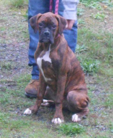 Nice and healthy vet checked, current on shots/wormings and micro chipped. AKC BOXER PUPPIES~HEALTH TESTED PARENTS~EURO LINES for Sale in Hadlock, Washington Classified ...