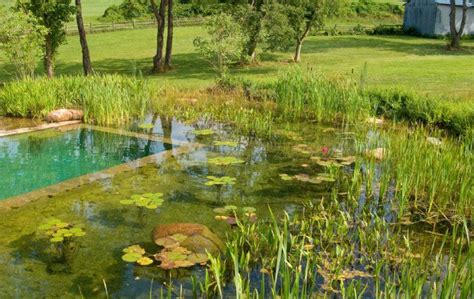 Natural Pools Or Swimming Ponds Piscine écologique Piscine Naturelle