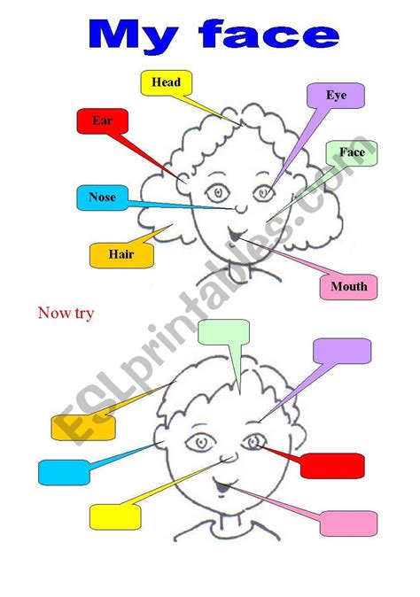 My Face Esl Worksheet By Massara