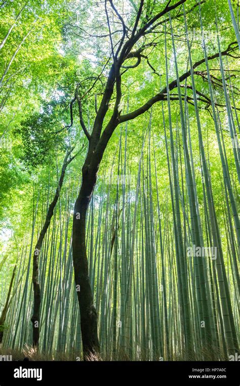 Bamboo Forest Grove In Arashiyama Kyoto Japan Stock Photo Alamy