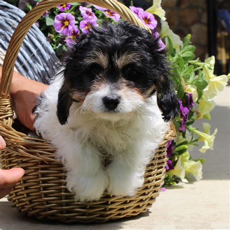 Cavachon Puppies For Sale Cute Smart And Healthy Vip Puppies