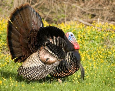 What Are The Different Wild Turkey Subspecies Outdoor Enthusiast