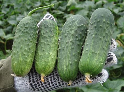 Cucumber Varieties A Guide To Different Types And Uses Maxipx