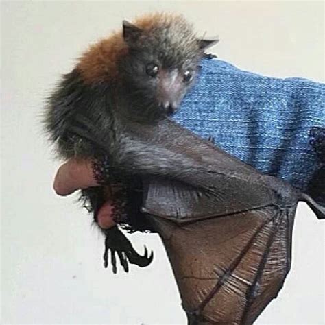 Flying Fox Fruit Bat Cute Baby Bats Baby Bats Cute Bat