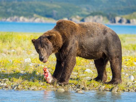 Grizzly Bear Katmai National Park Alaska Photos By Ron Niebrugge