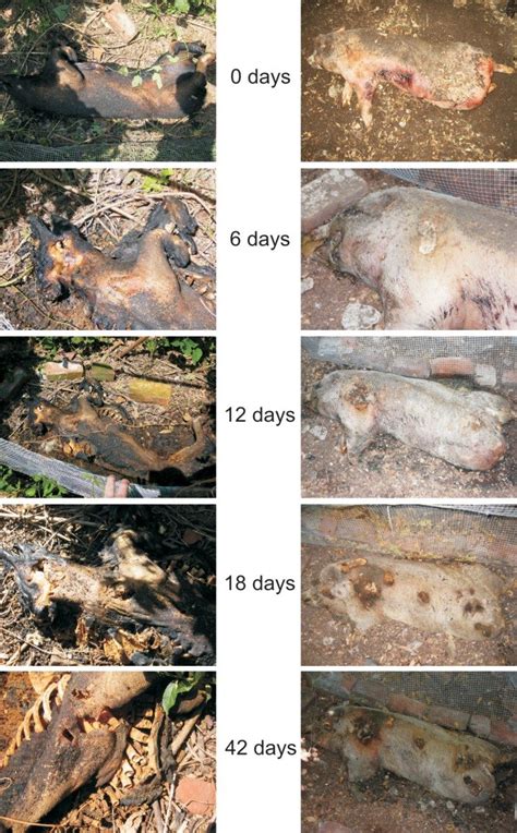 The Fascinating Process Of Human Decomposition Human
