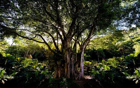 banyan tree wallpapers wallpaper cave