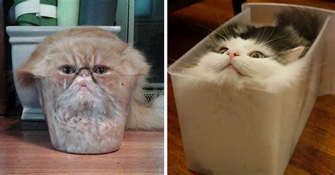 18 Funny Pictures That Show Cats Are Liquid Top13