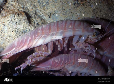 Giant Isopod Bathynomus Giganteus Stock Photo Alamy
