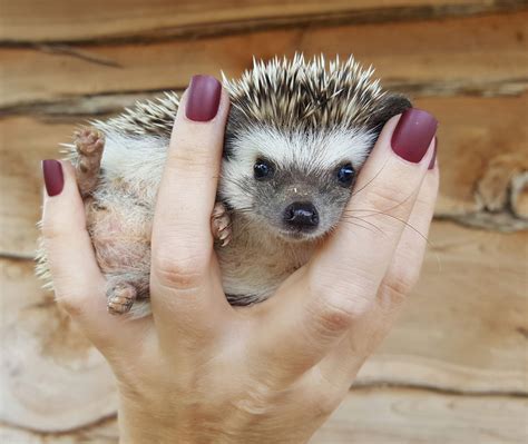 Petsmart is the largest specialty pet retailer with over 1,500 stores across north america. Hedgehogs | Janda Exotics Animal Ranch | United States