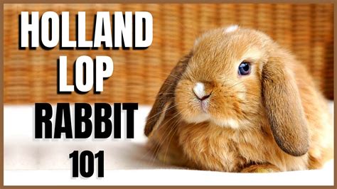 Holland Lop Rabbit 101 Youtube