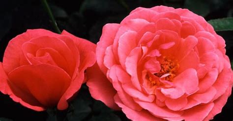 Galway Bay Climbing Rose Shade Tolerant Rose Garden Pinterest Garden Ideas And Gardens