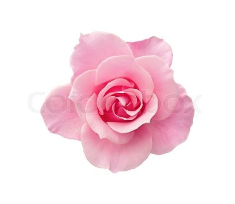 Beautiful Pink Rose Isolated On White Stock Image Colourbox