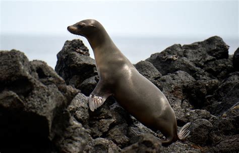 Pig Brain Cell Transplant Might Have Cured An Epileptic Sea Lion Could