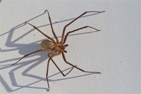 Closeup of a large Brown recluse spider casting a long shadow ...